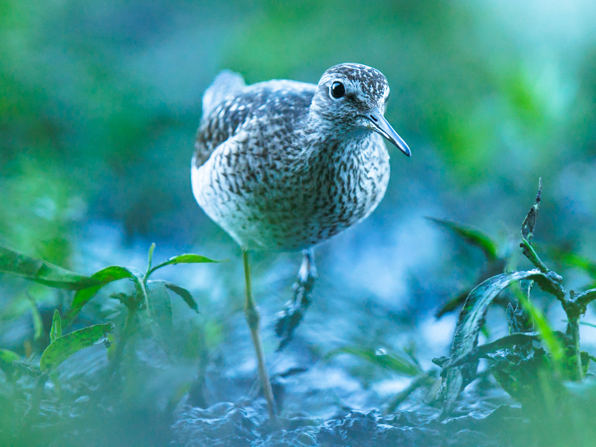 Wood Sandpiper