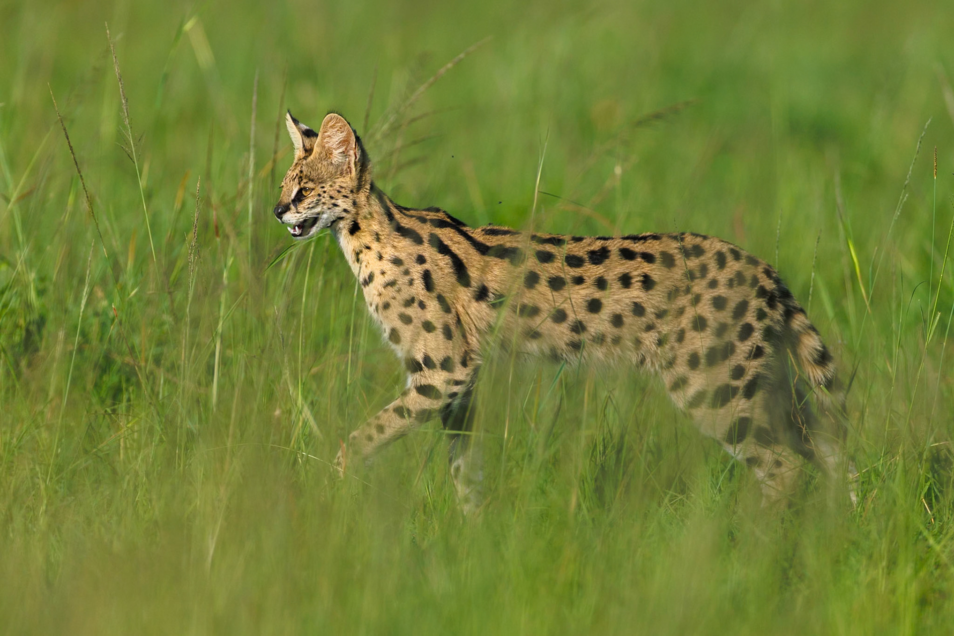 Serval in Masai Mara 2026