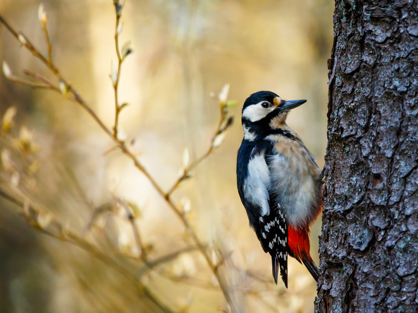 Great Spotted Woodpecker
