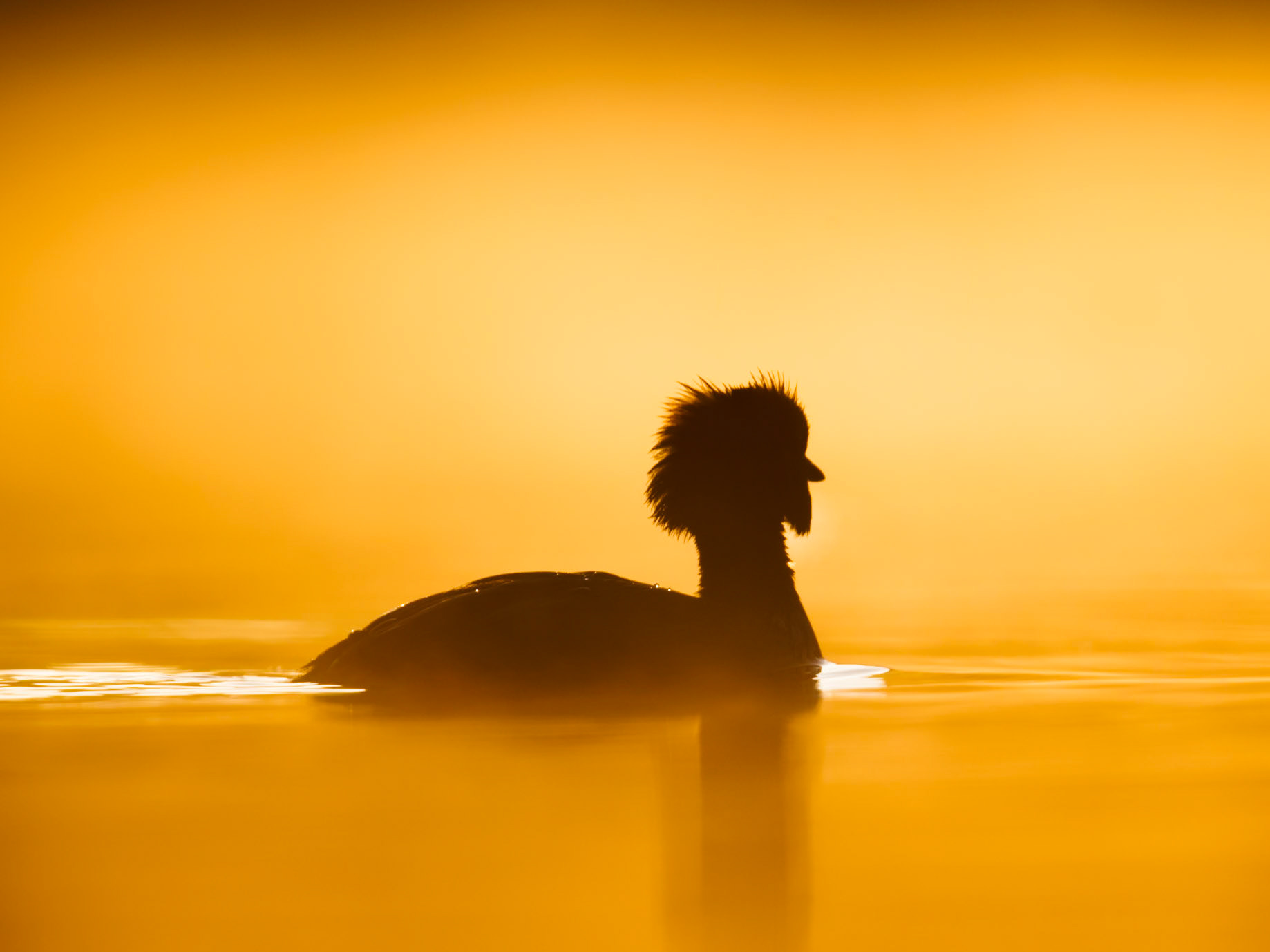 Slavonian Grebe