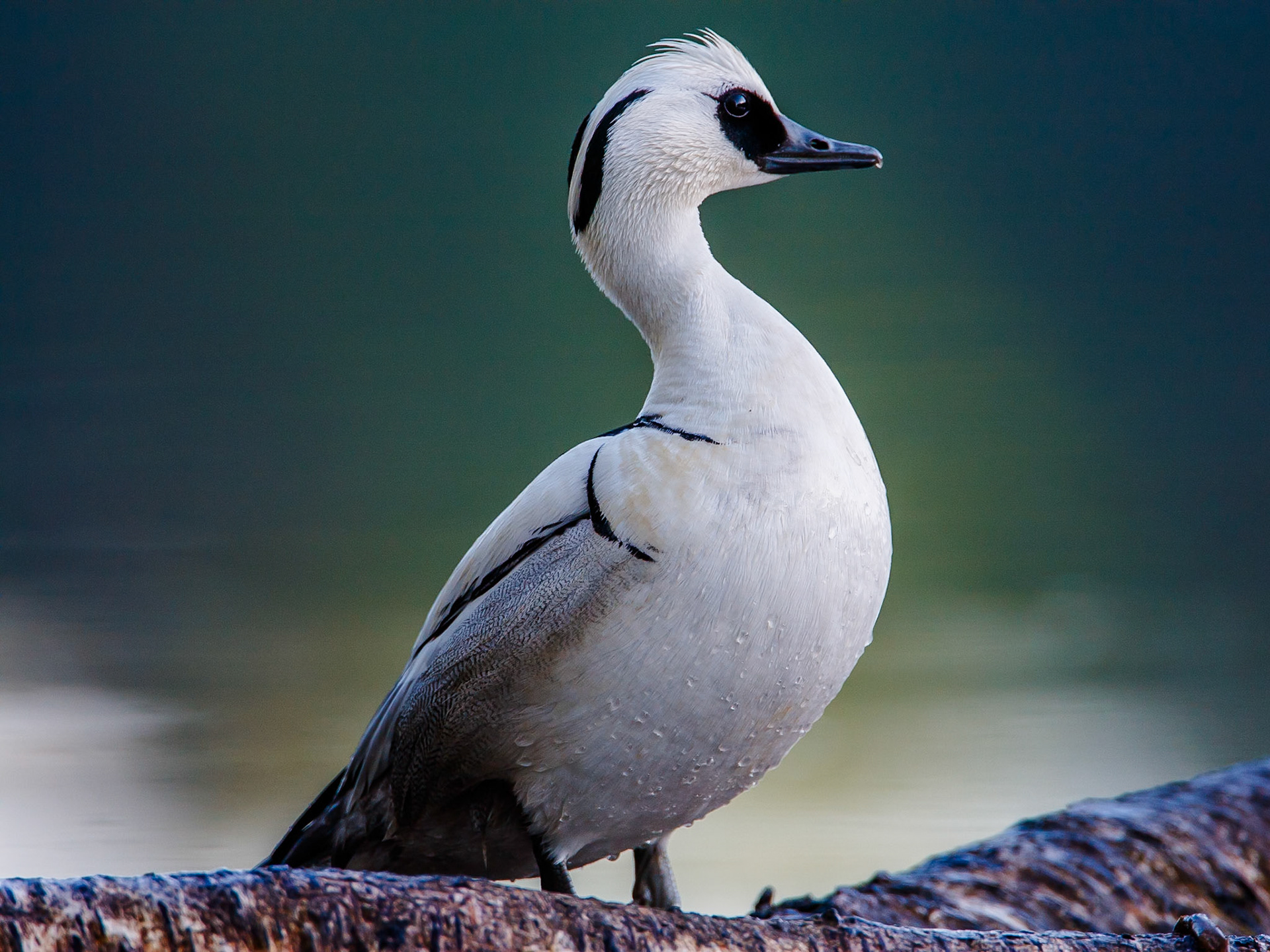 Smew