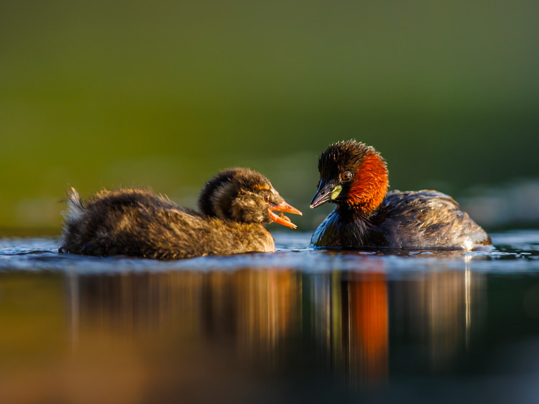 Little Grebe