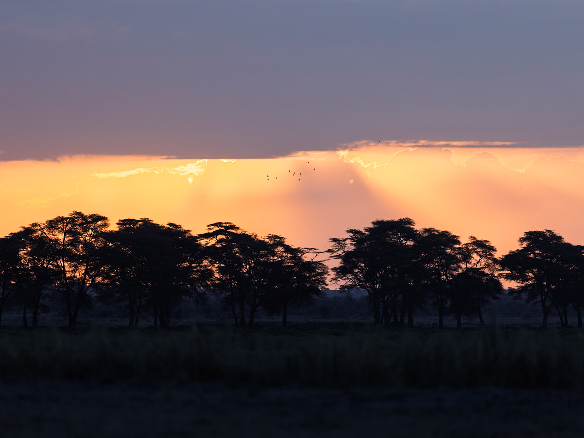 Amboseli 2026