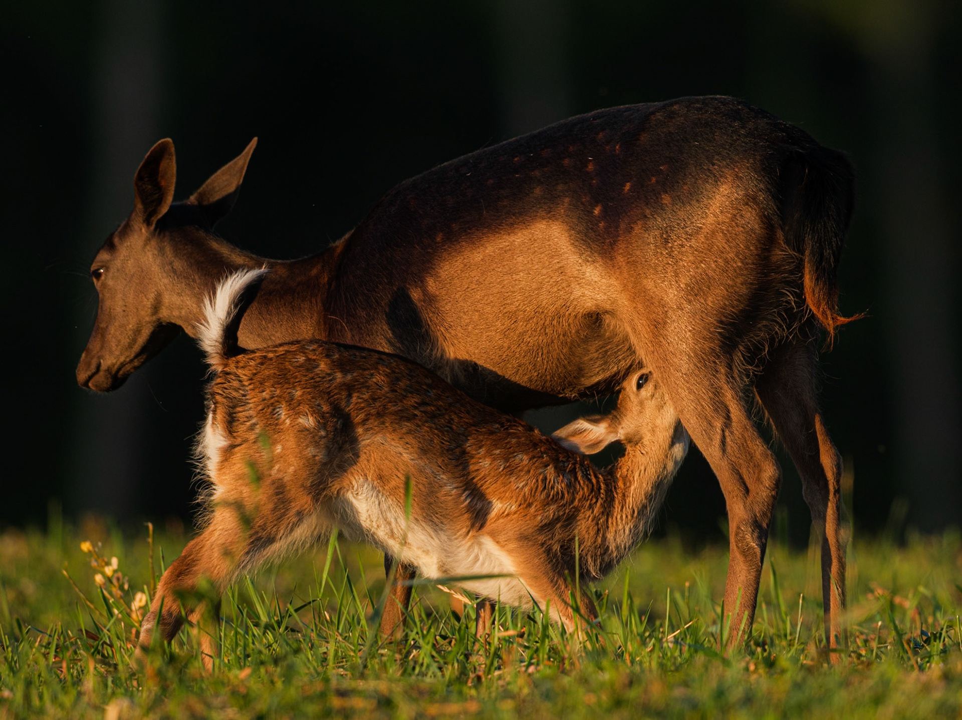 Fallow Deer