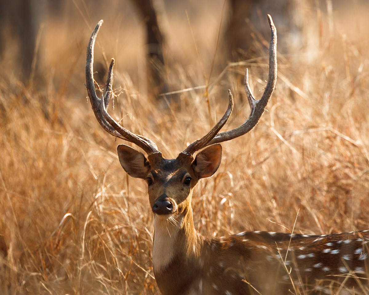 Spotted Deer