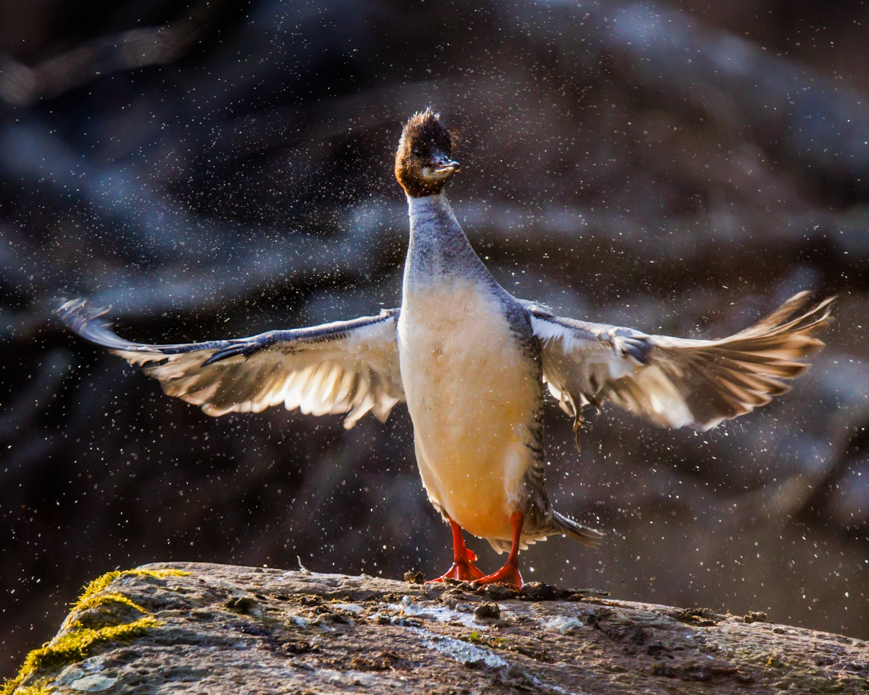 Common Merganser