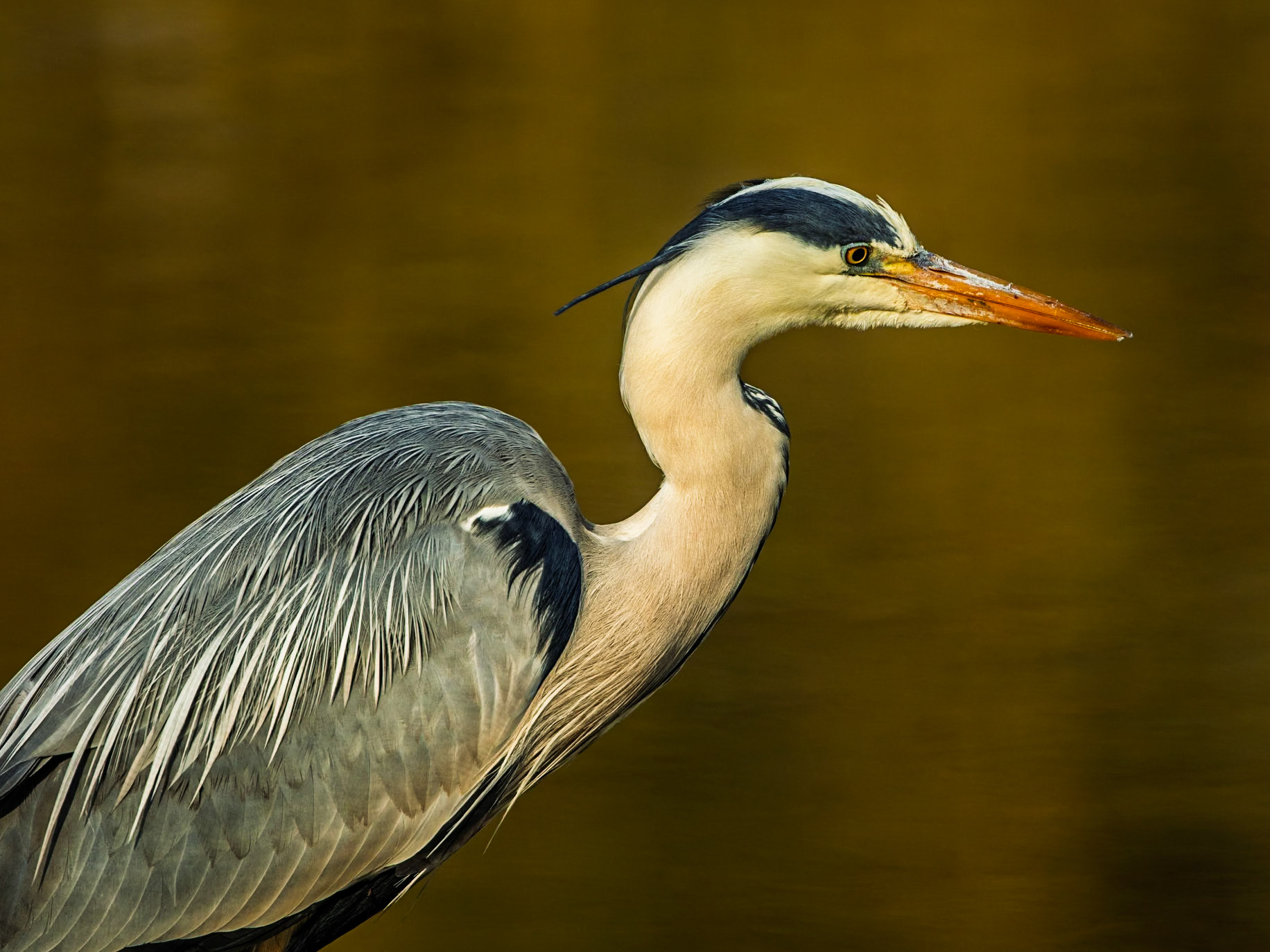 Grey Heron