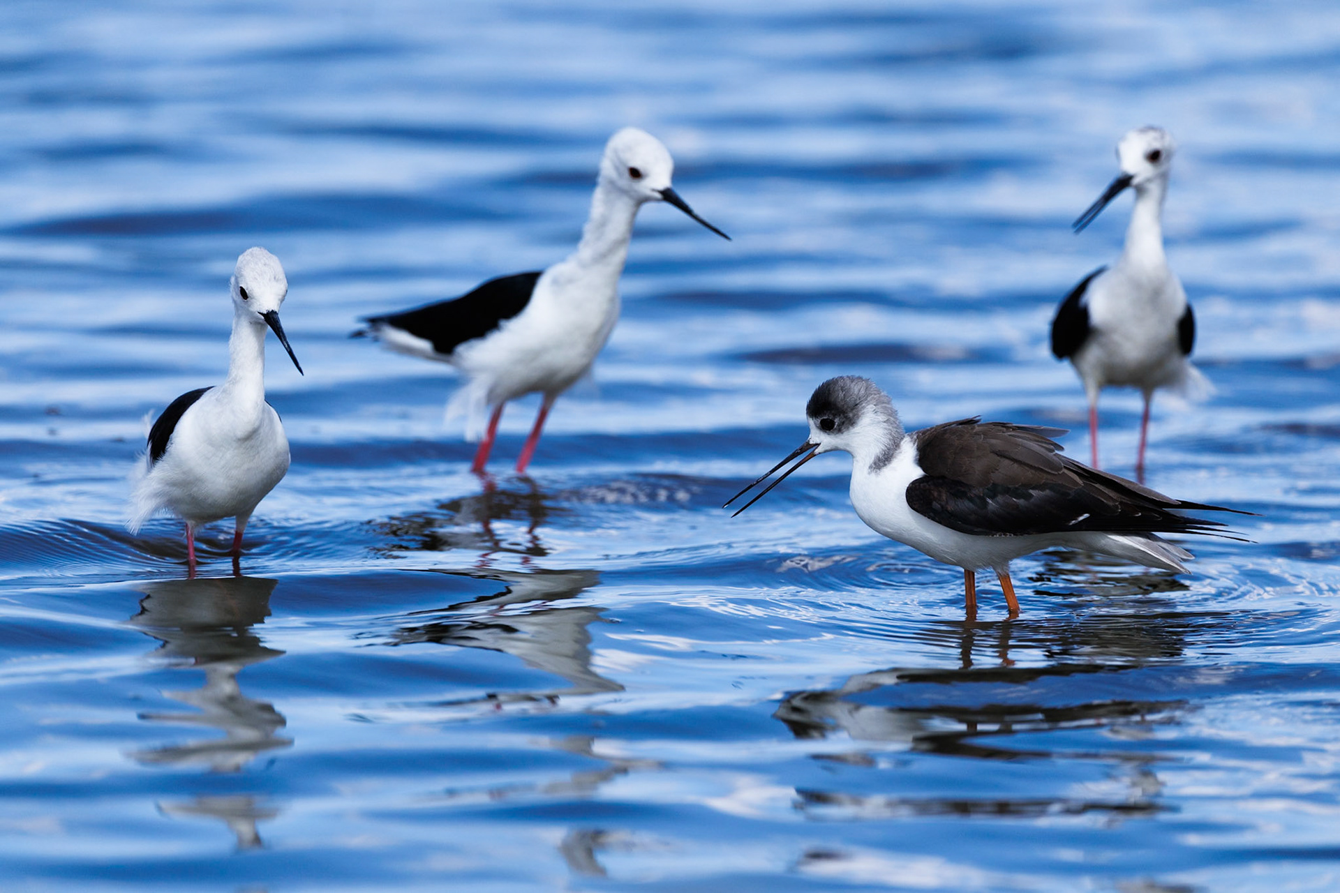 Black-winged stilts in Amboseli 2026
