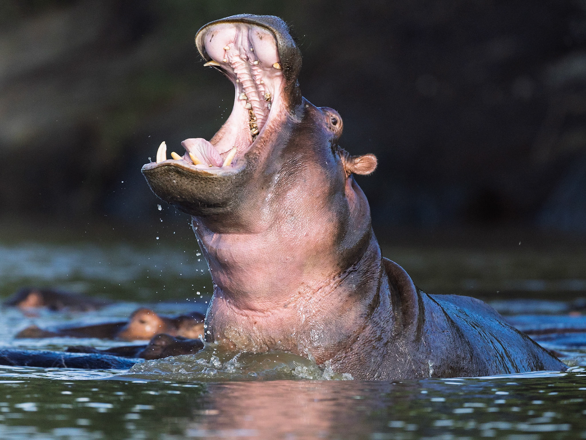 Hippos in Masai Mara 2026