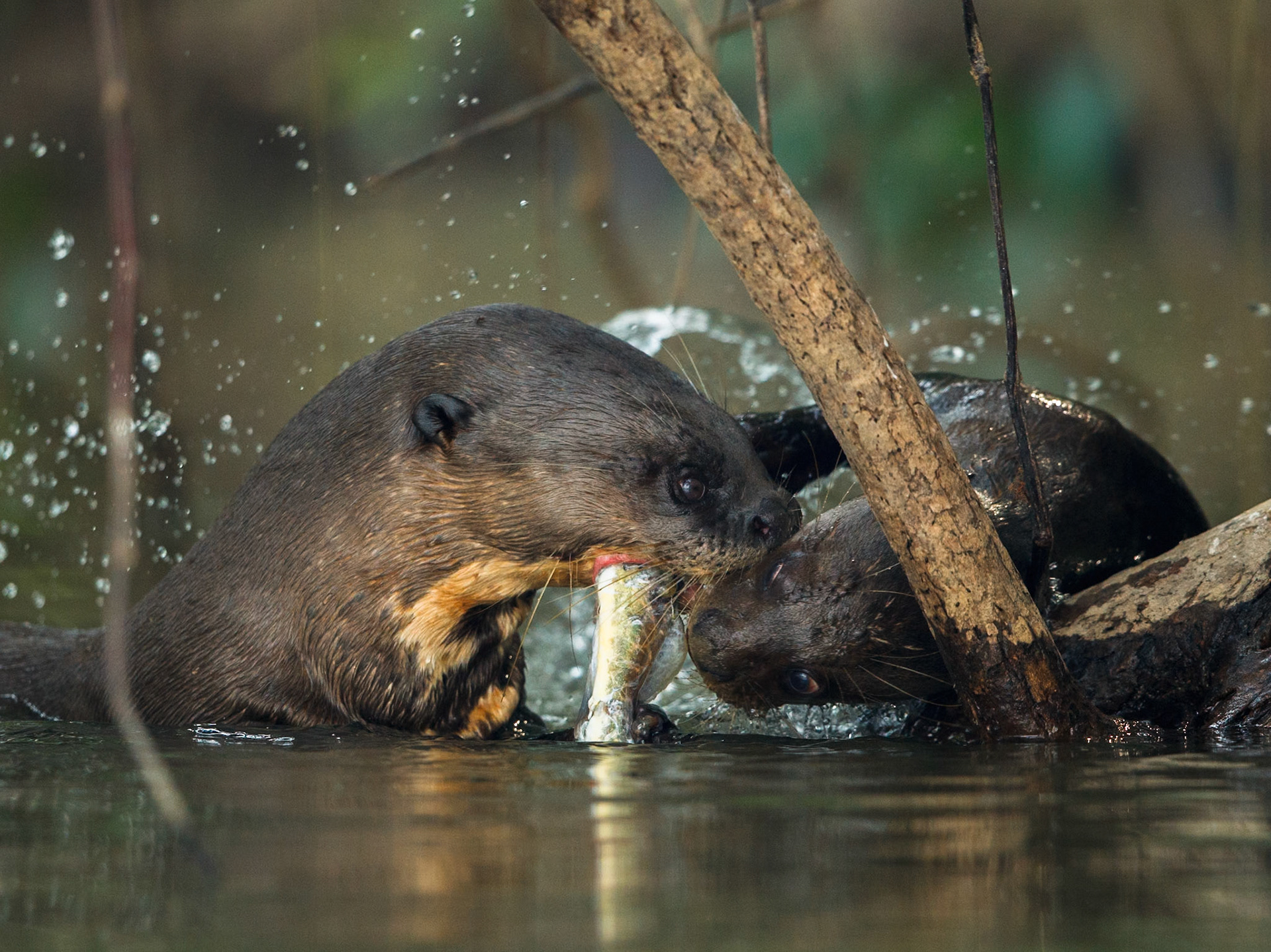 Giant Otter