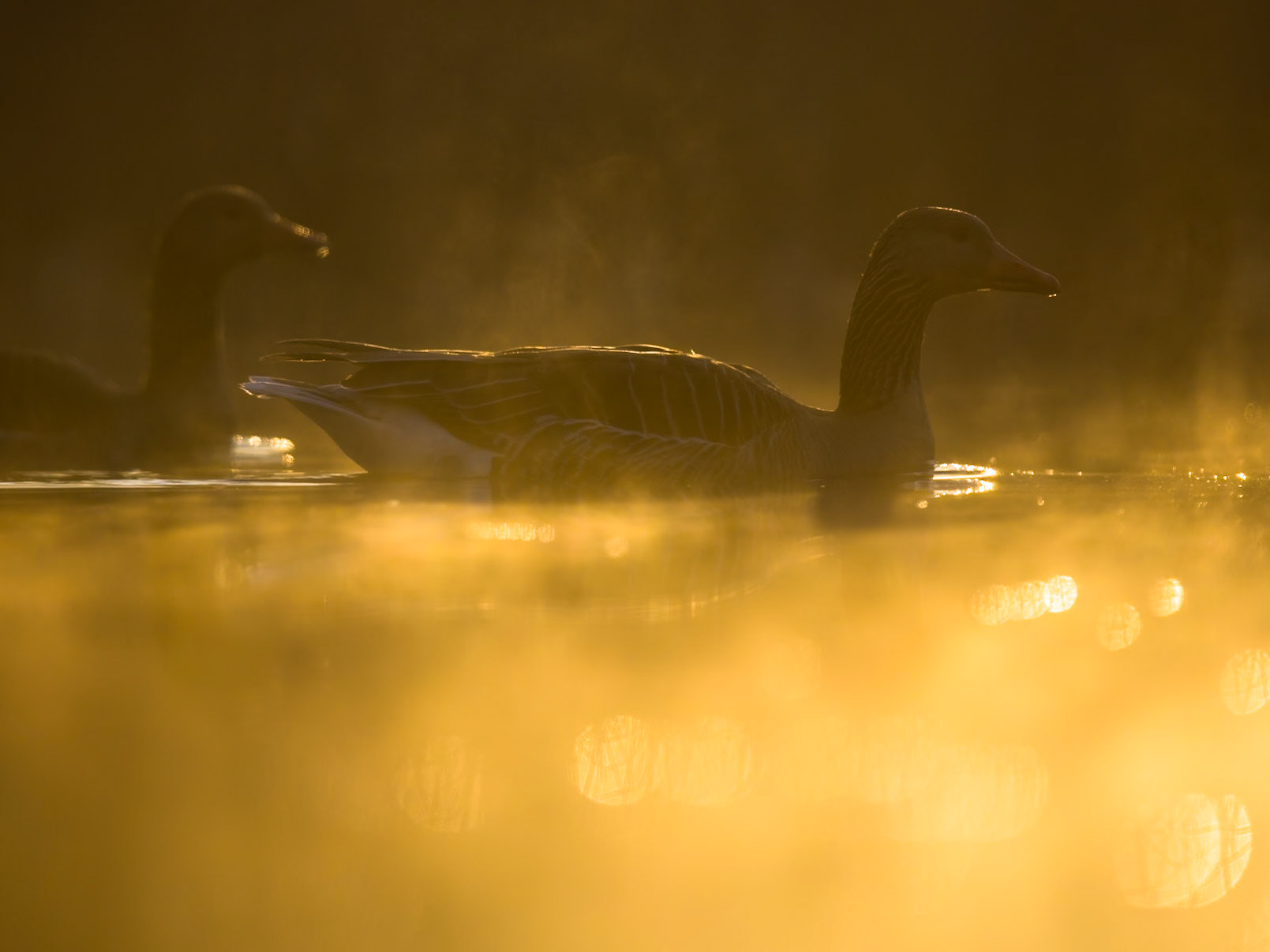Greylag Goose