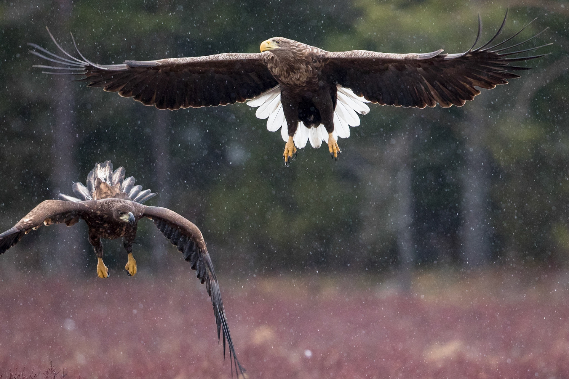 White-tailed Eagle