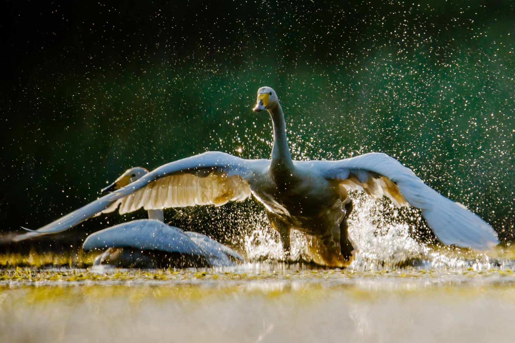 Whooper Swan