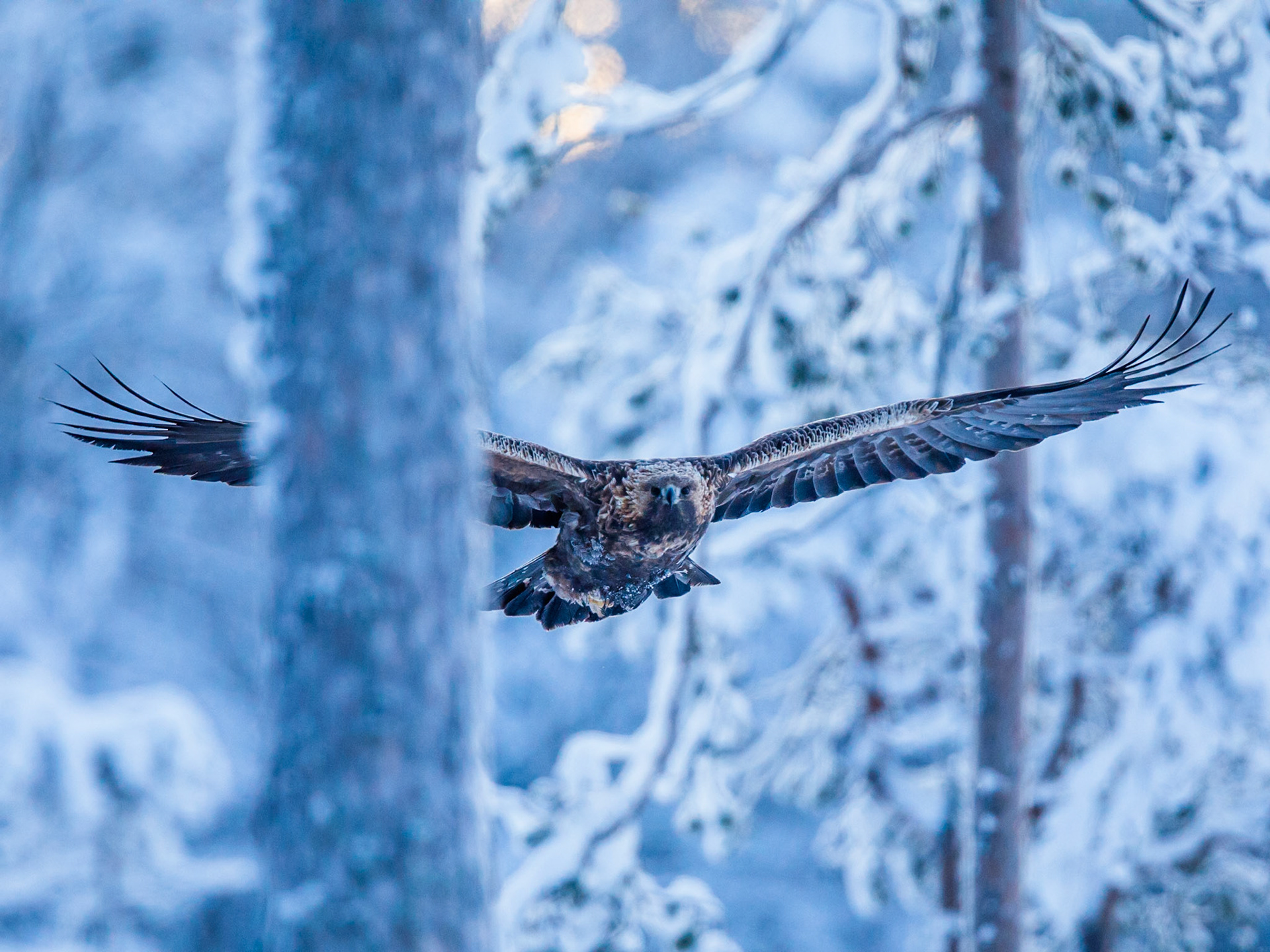 Golden Eagle