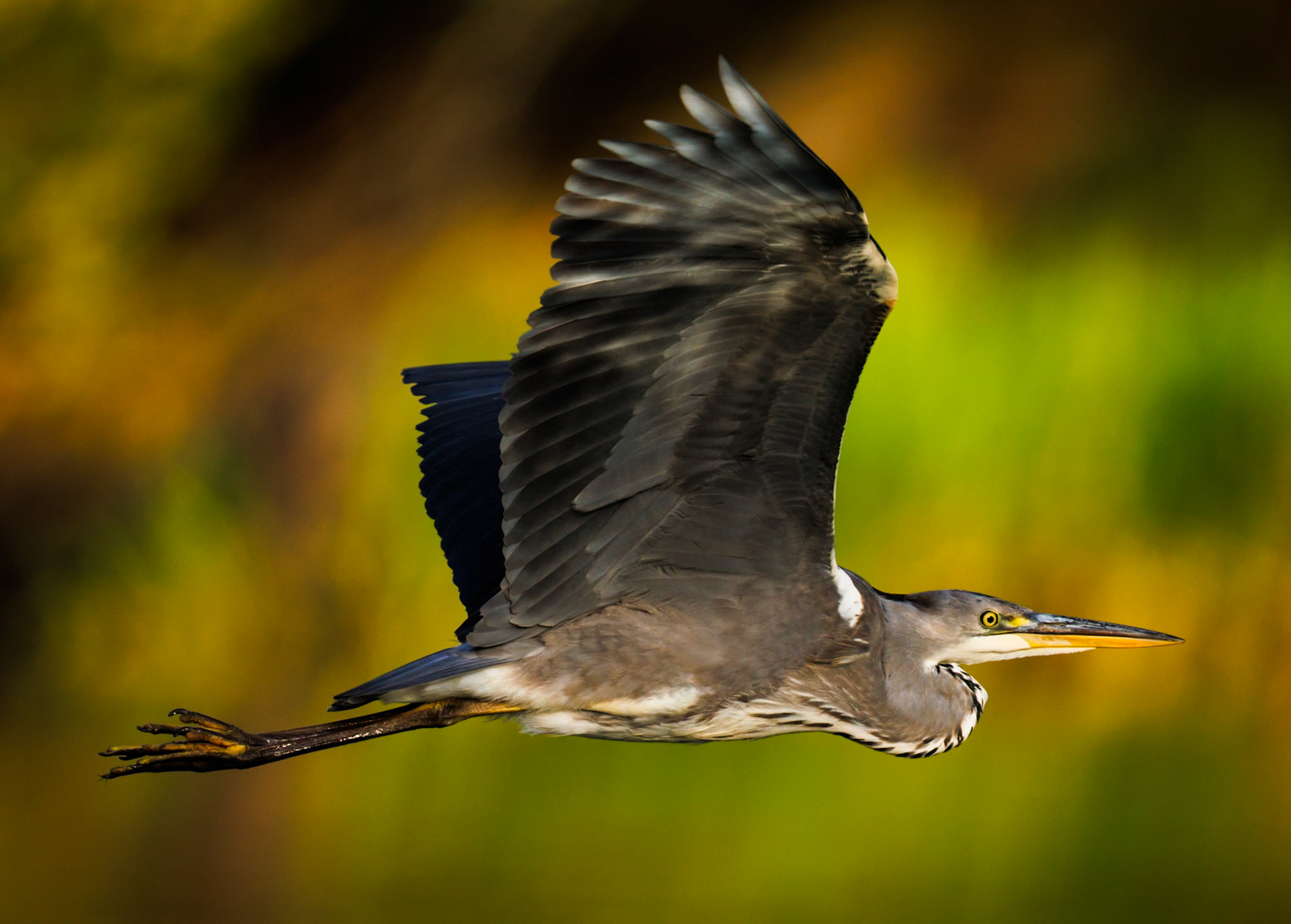 Grey Heron