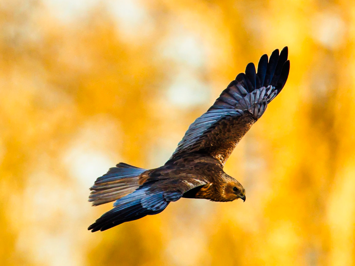 Western Marsh Harrier
