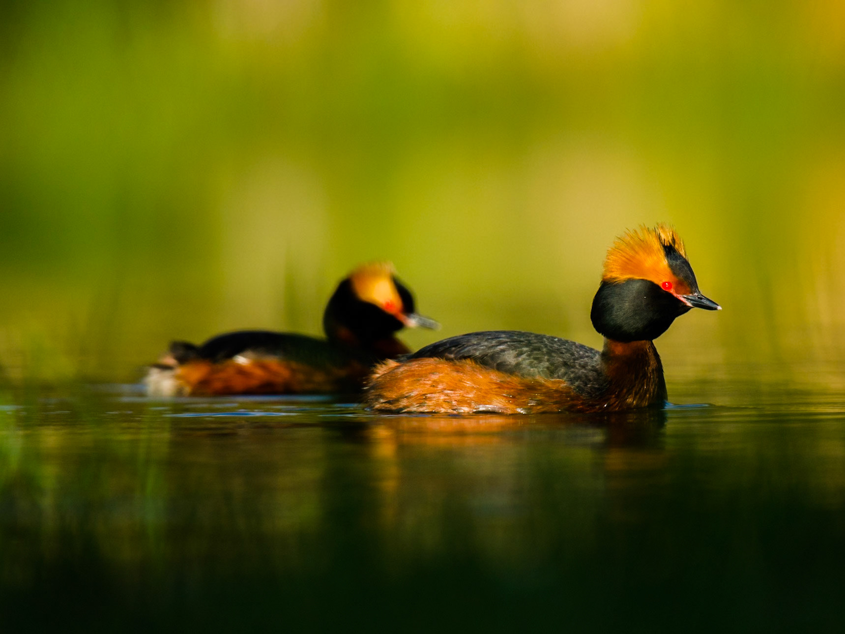 Slavonian Grebe