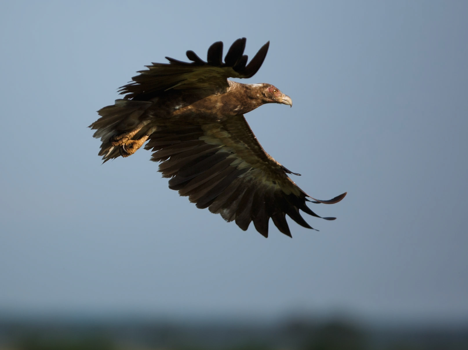 Palm-nut Vulture