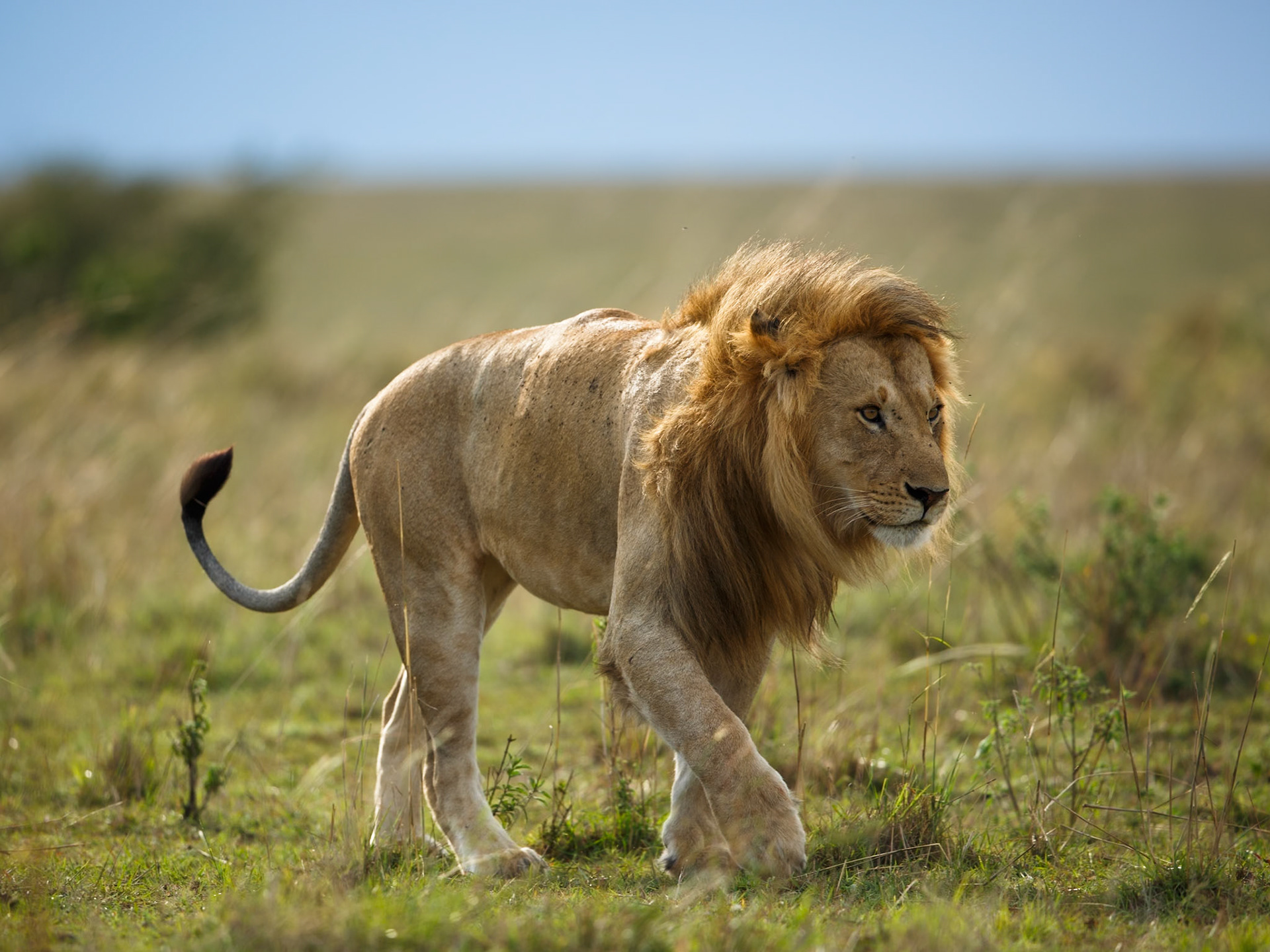 Lion in Masai Mara 2014