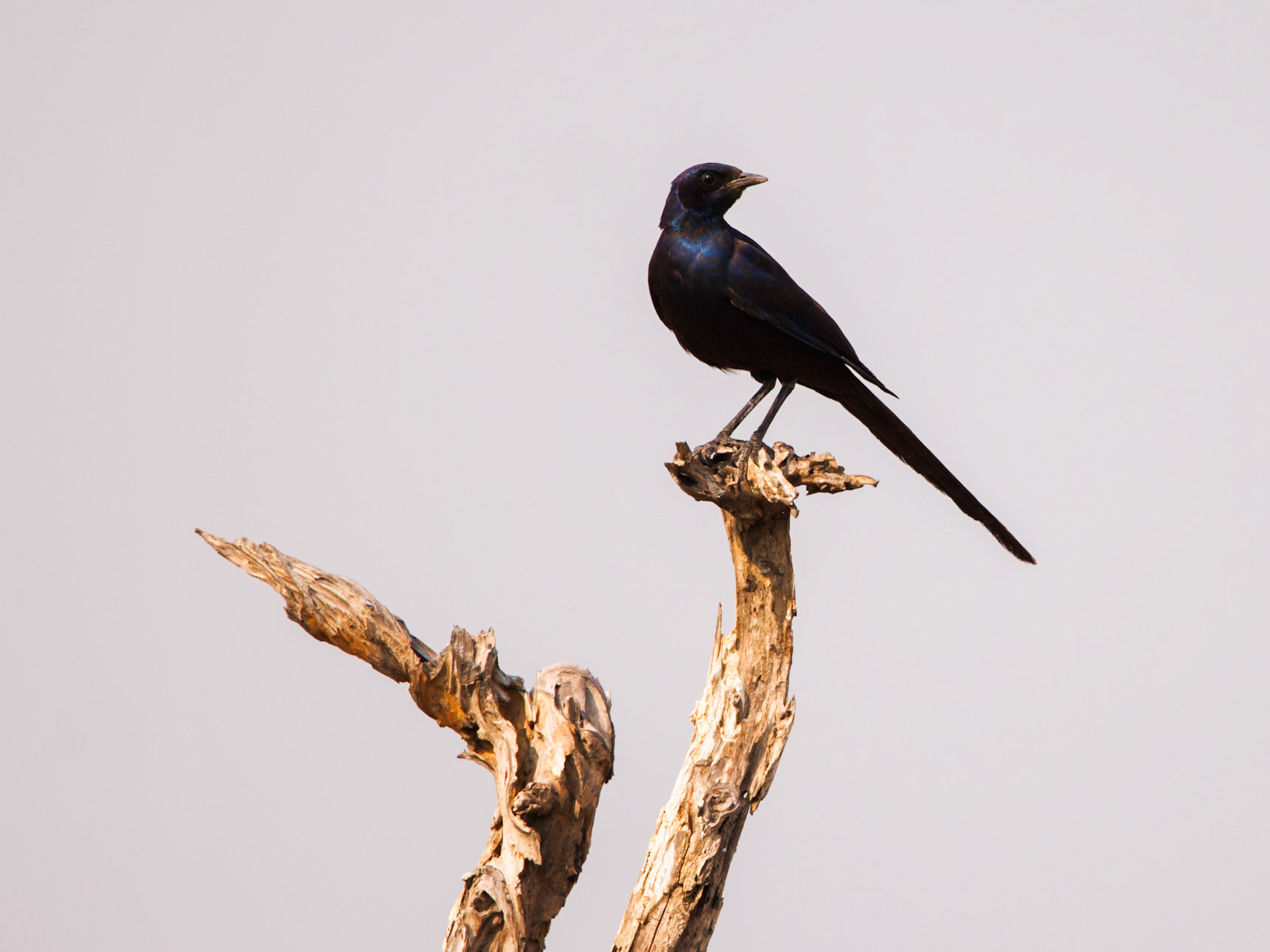 Long-tailed starling