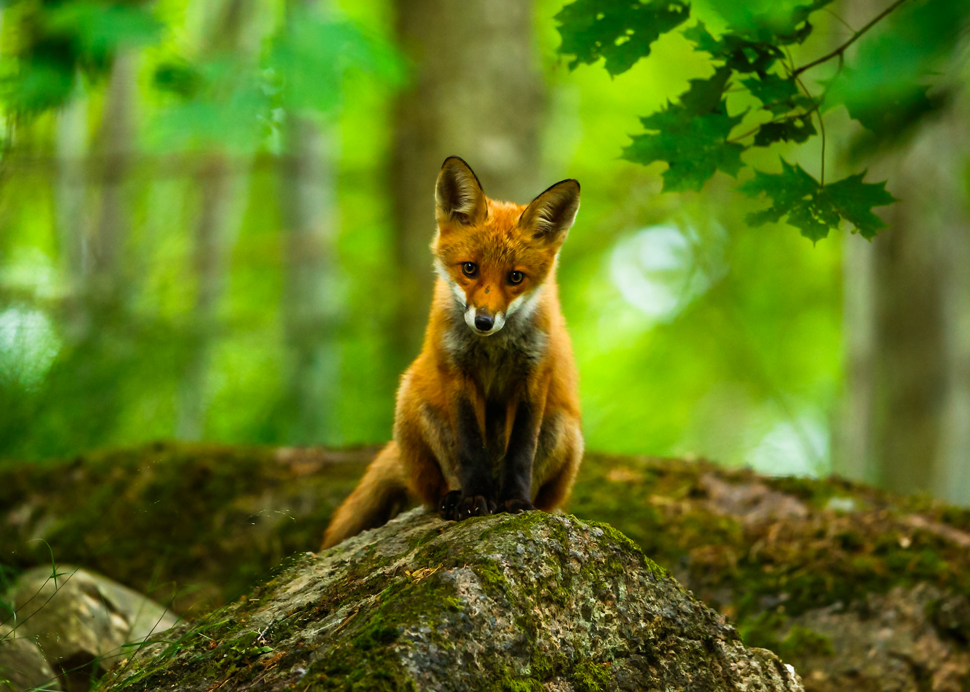 Red Fox