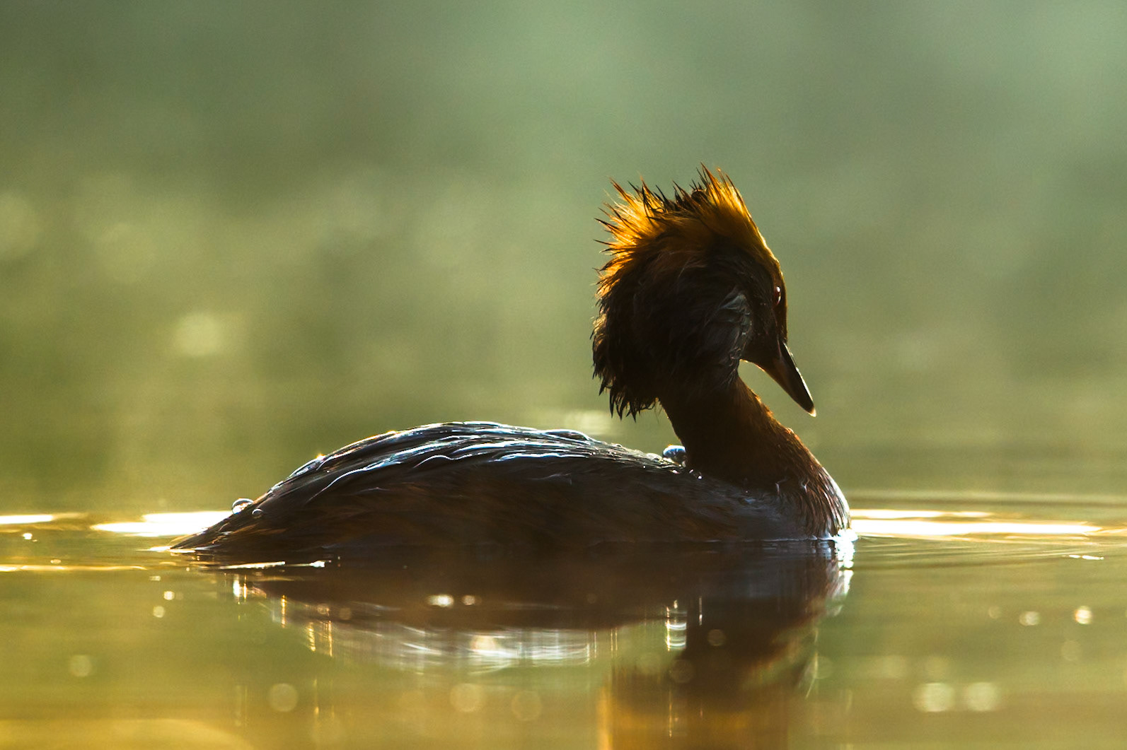 Slavonian Grebe
