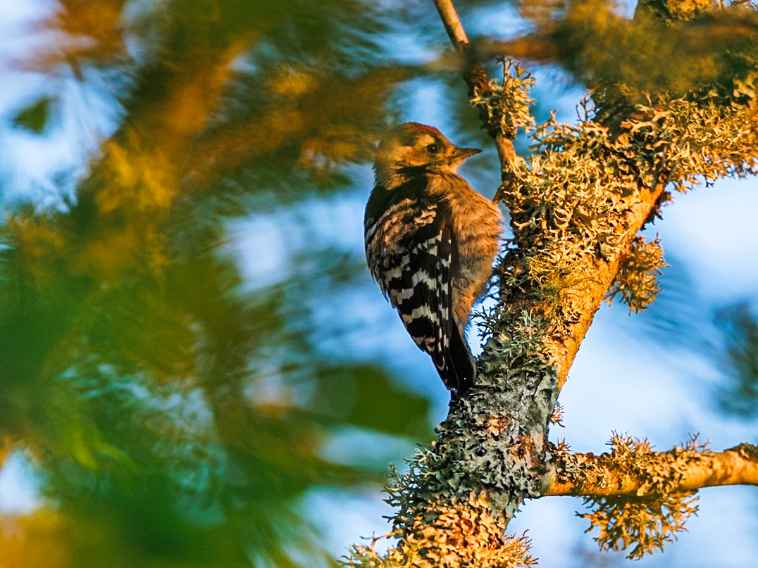 Lesser Spotted Woodpecker