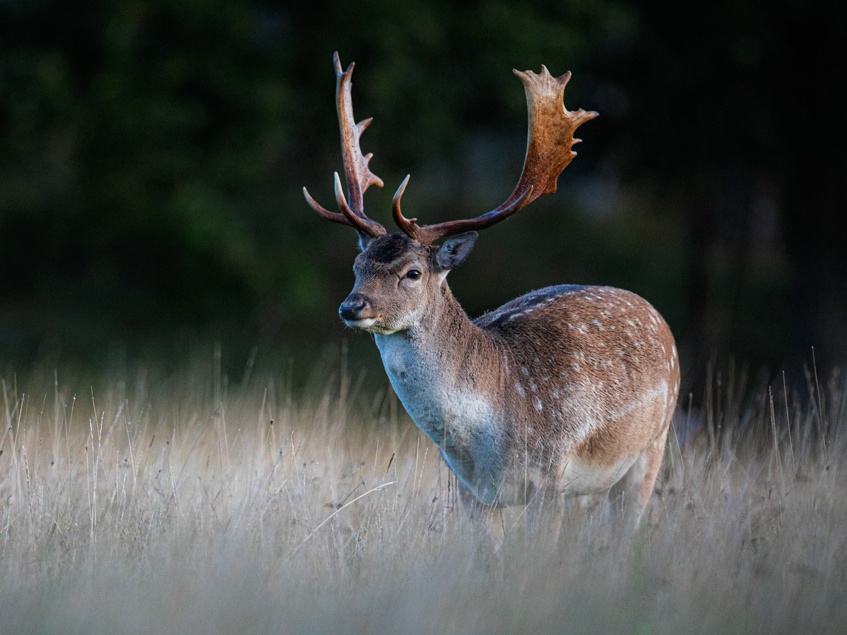 Fallow Deer