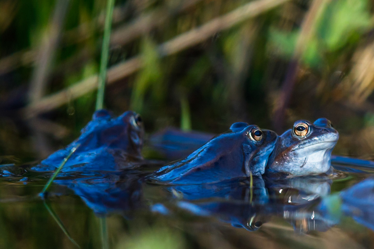 Moor Frog