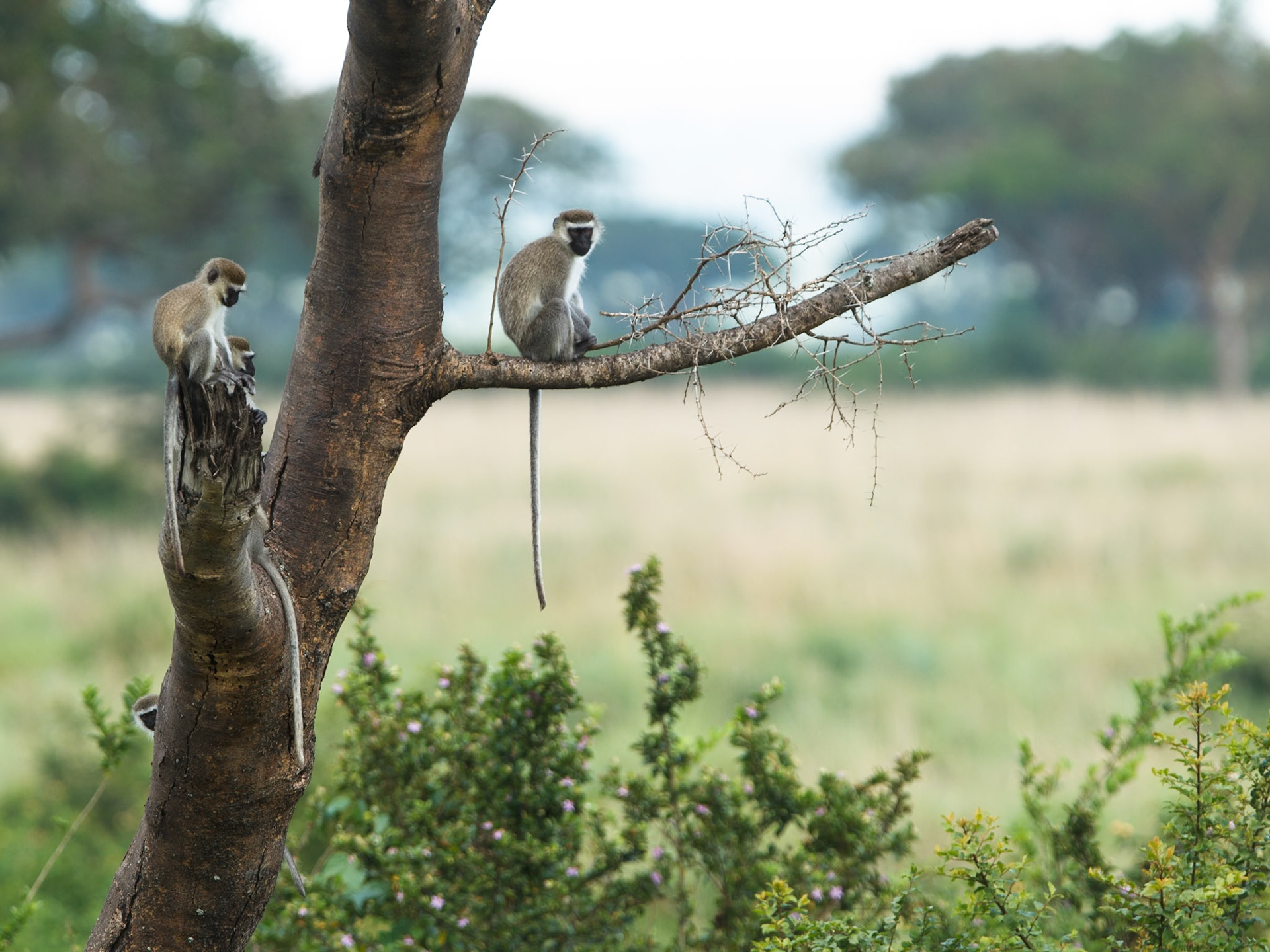 Vervet (Green) Monkey