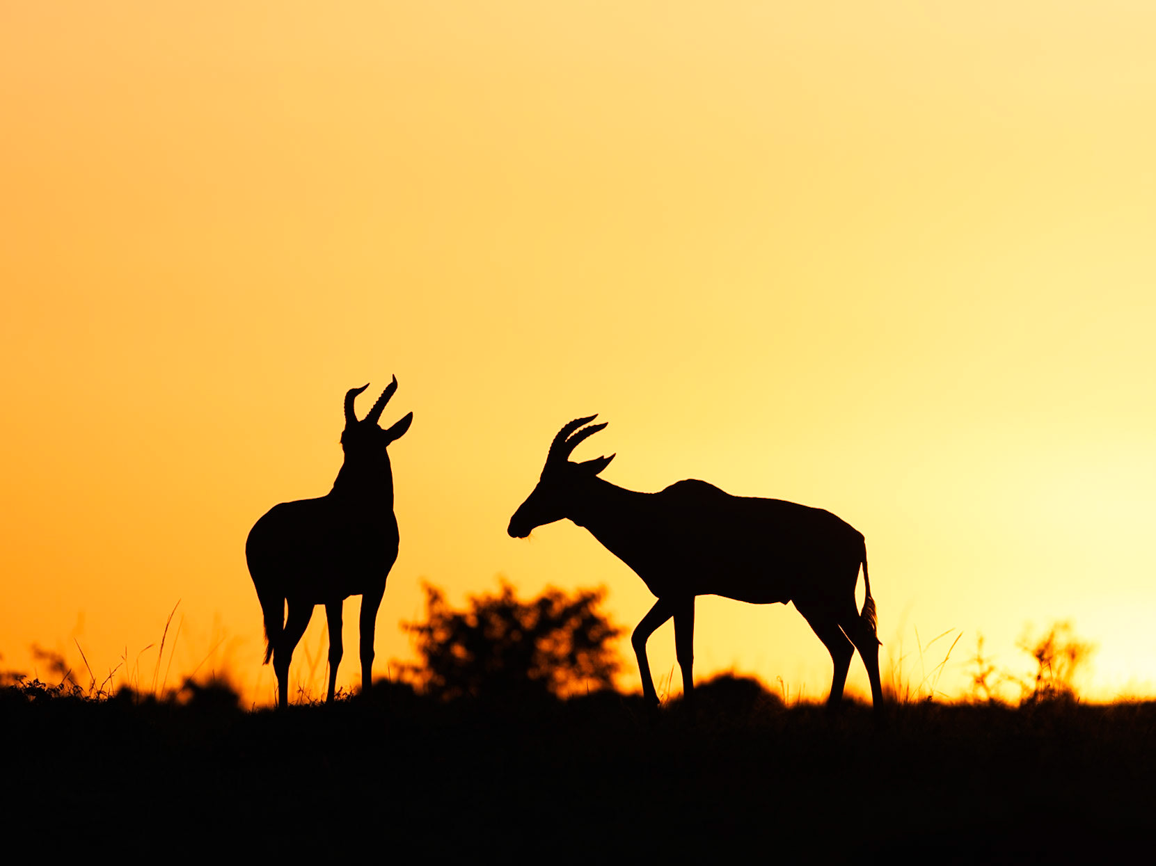 Topis in Masai Mara 2026