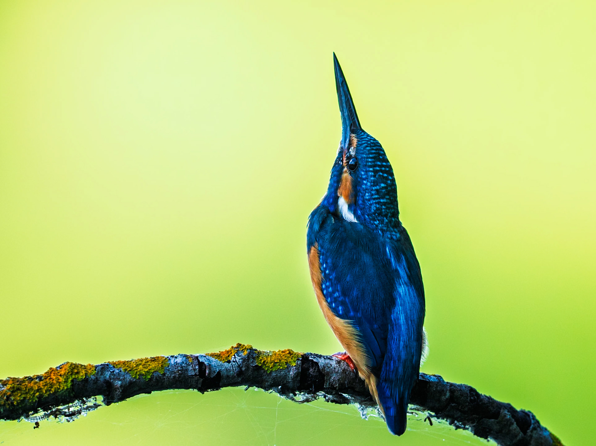Common Kingfisher