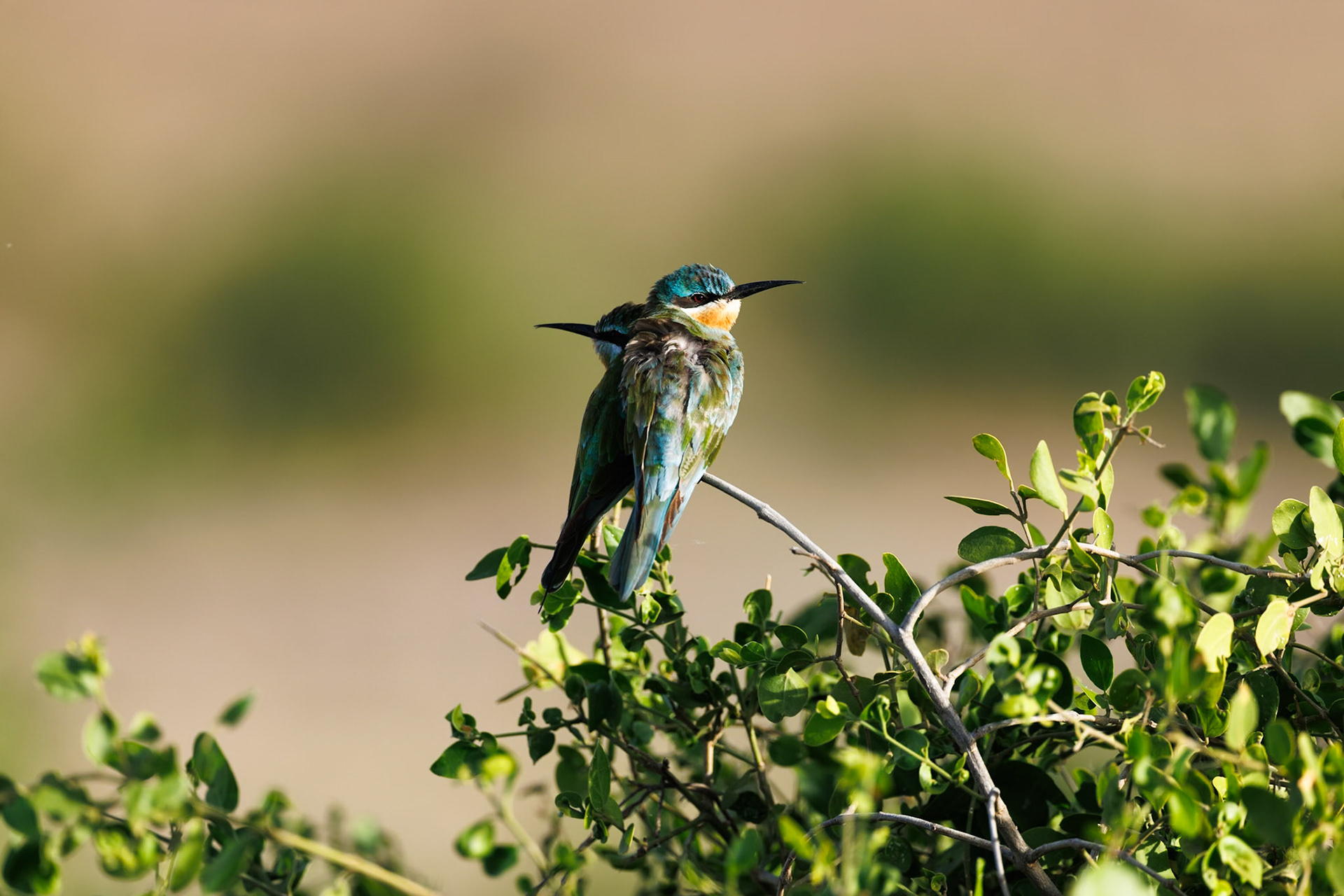 Little Bee-eater in Amboseli 2026