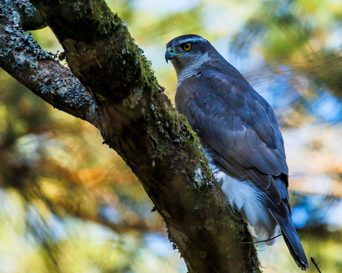 Northern Goshawk
