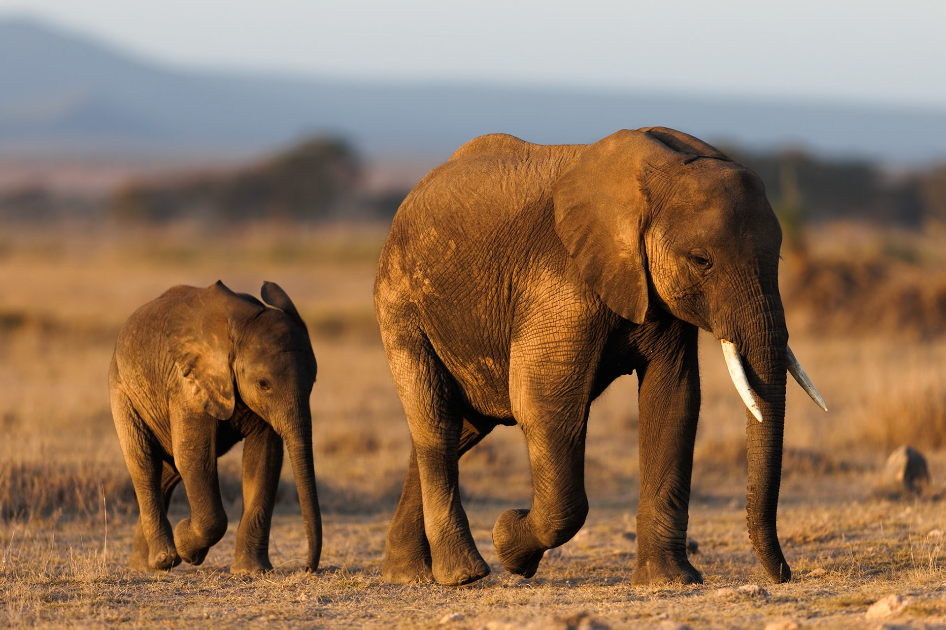 Elephants in Amboseli 2026