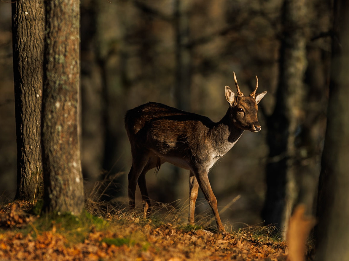 Fallow deer