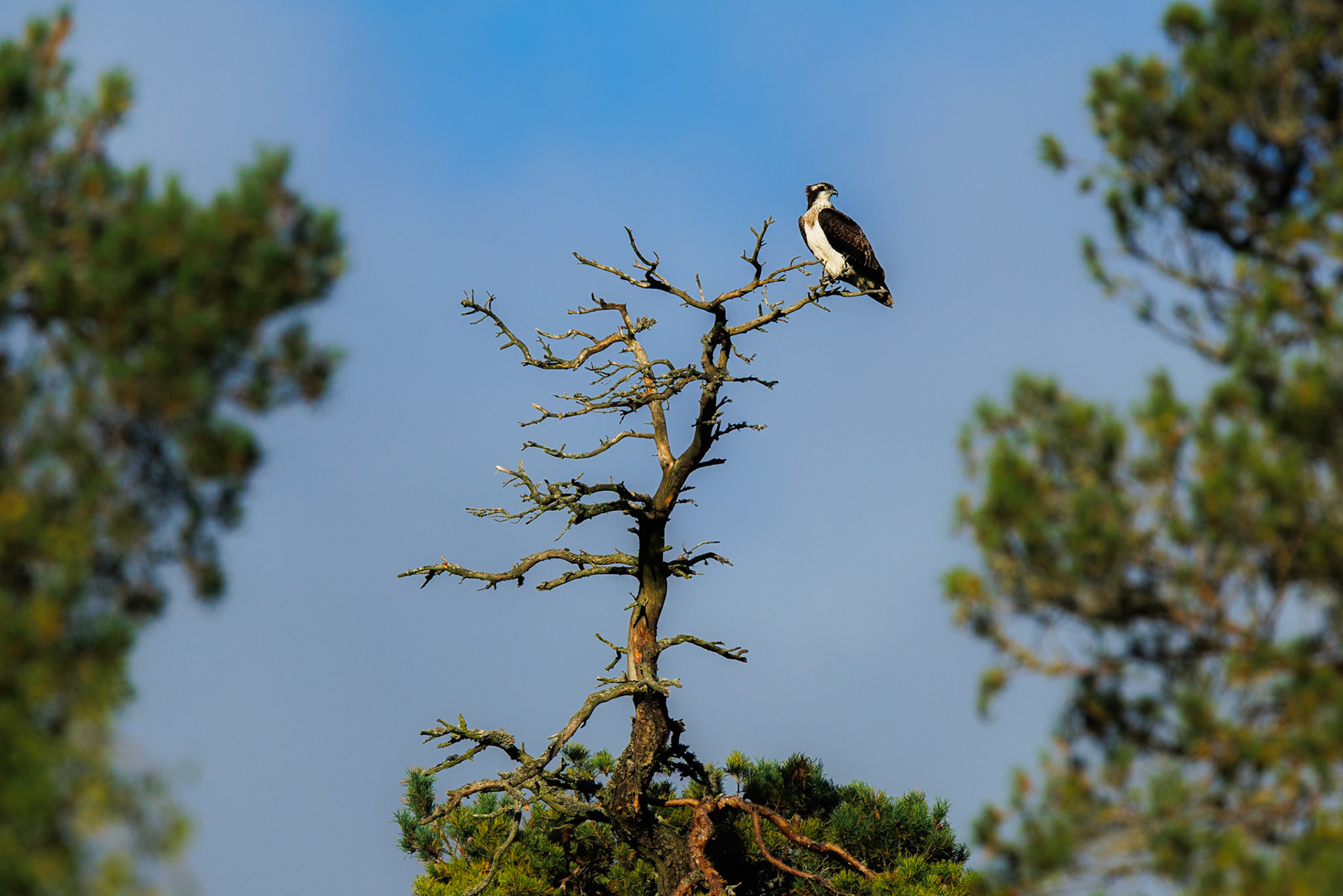Osprey