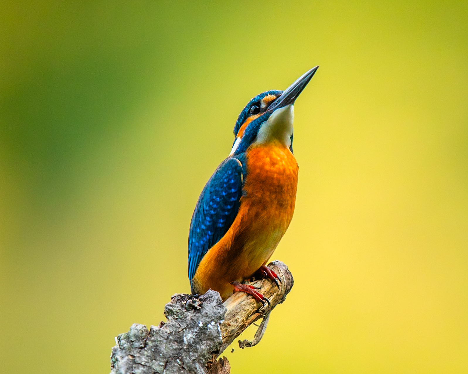 Common Kingfisher