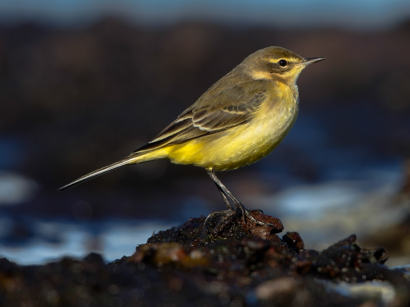 Yellow Wagtail