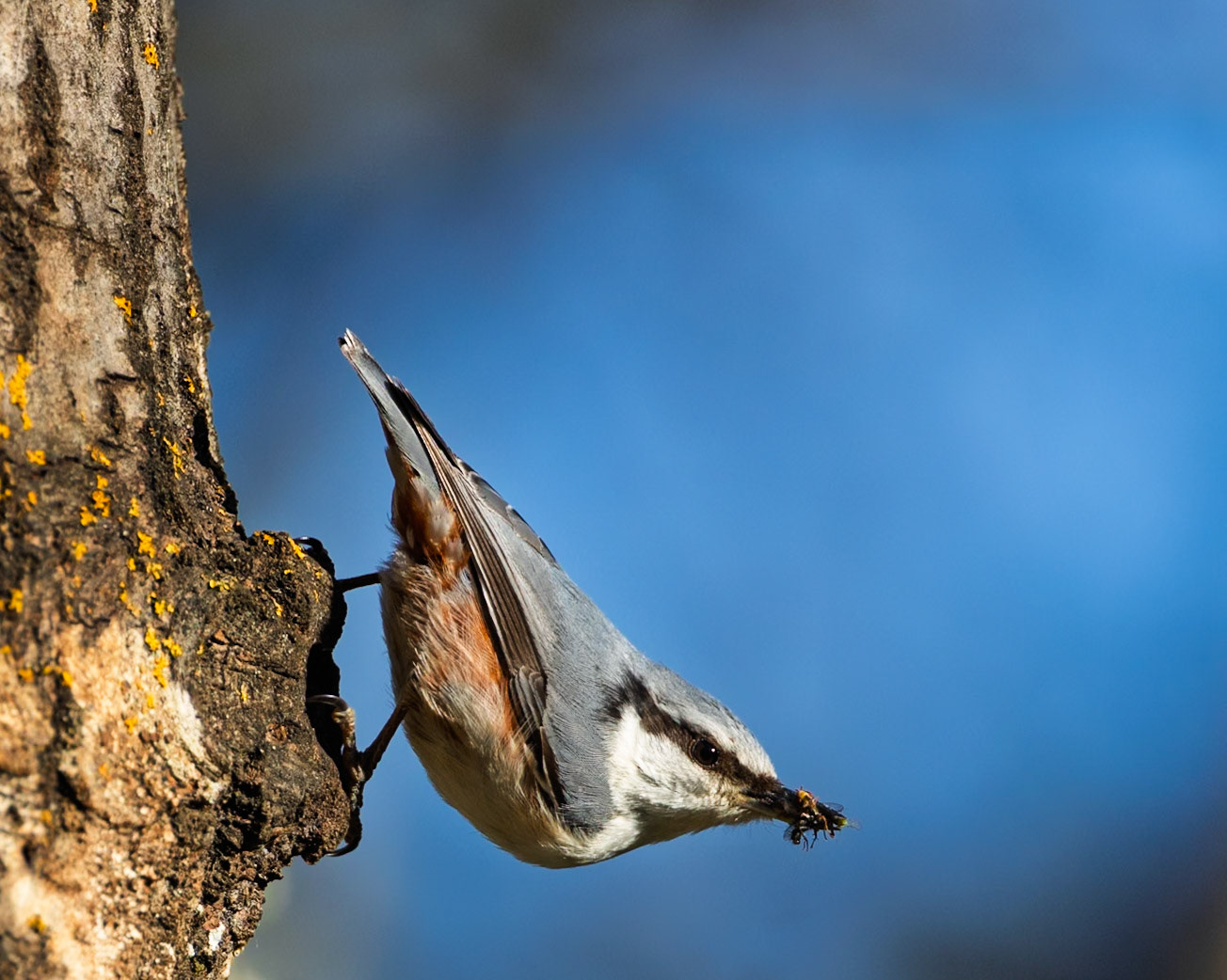 Eurasian Nuthatch
