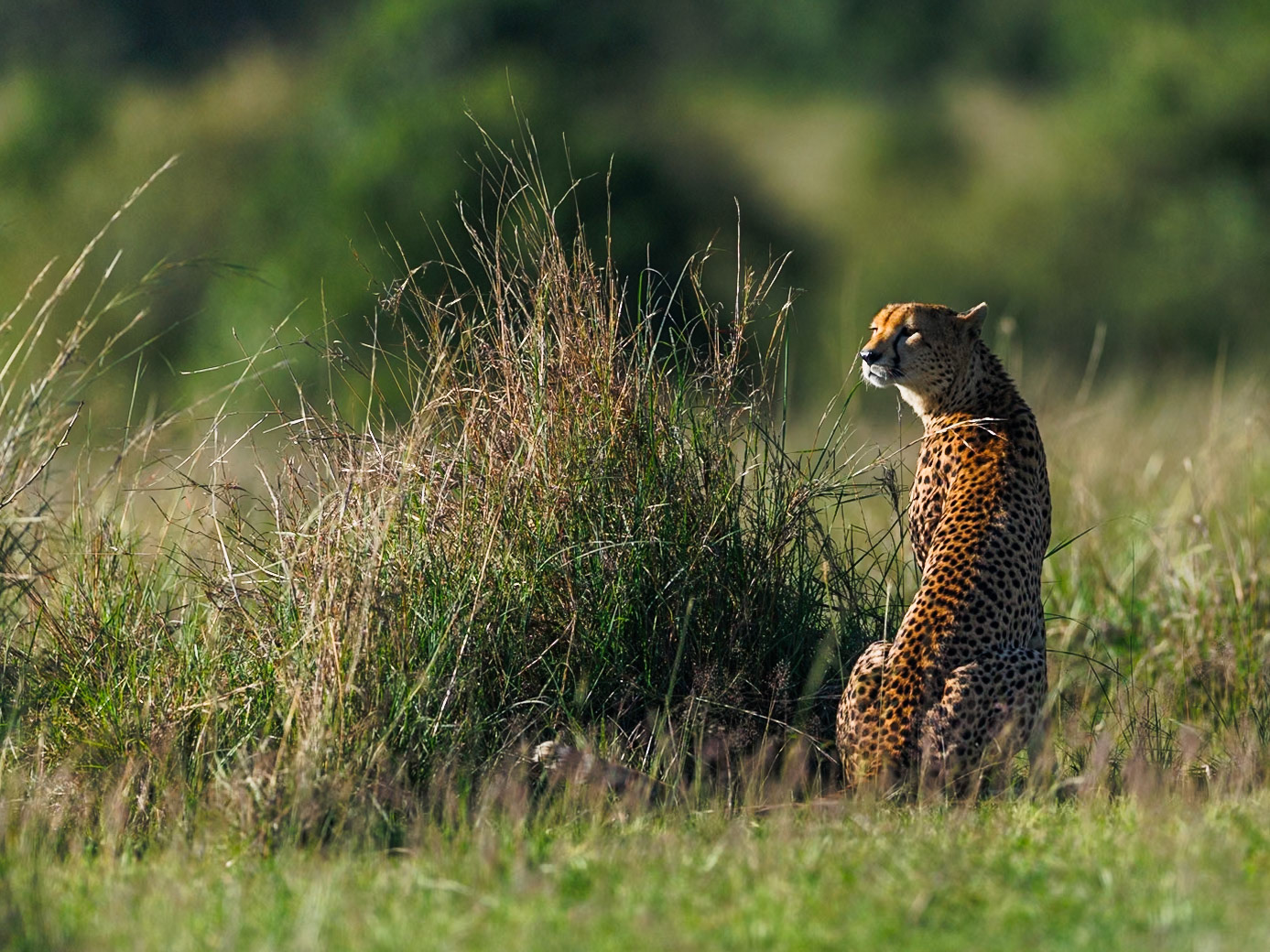 Cheetah in Masai Mara 2026