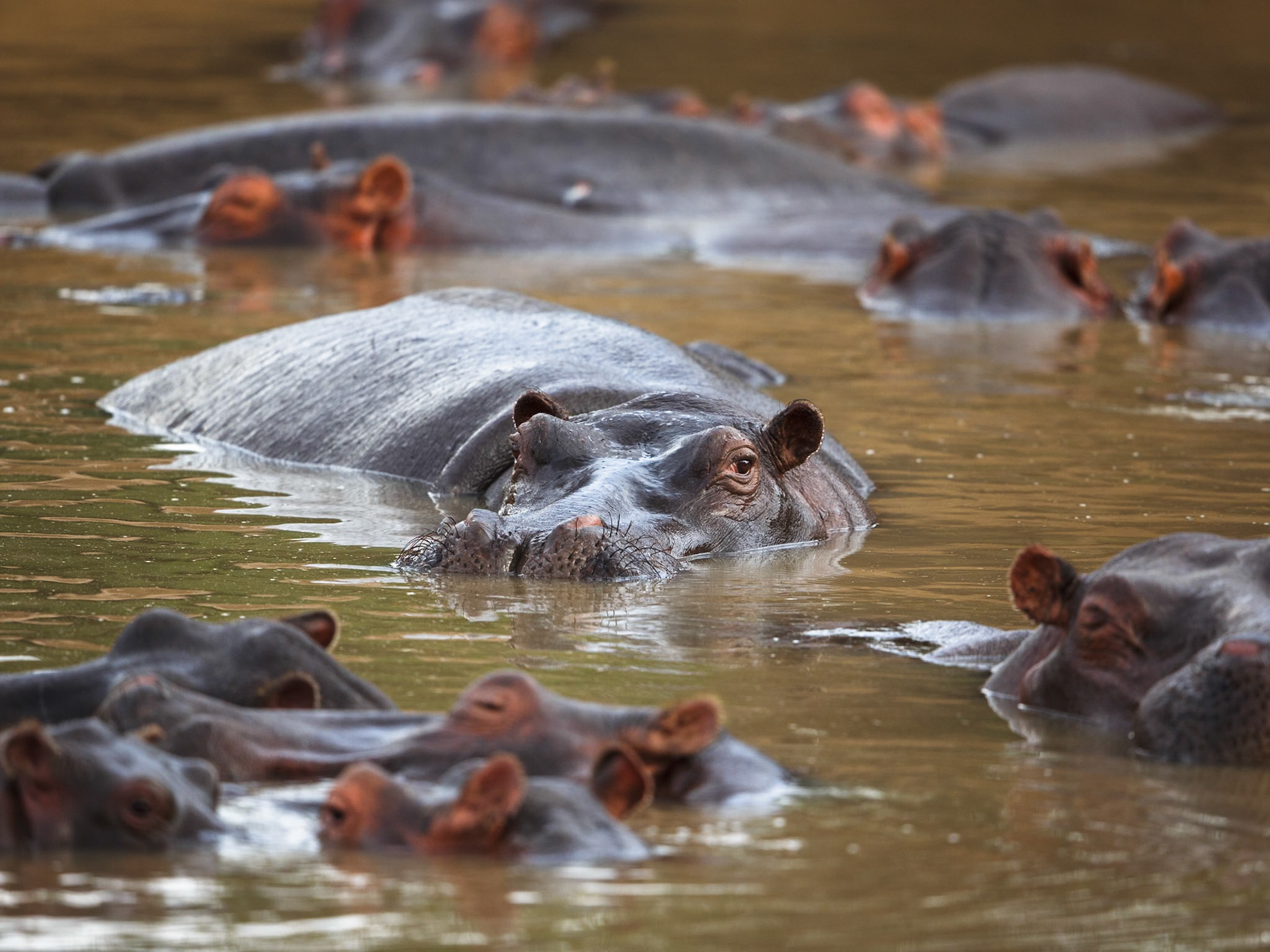 Common Hippopotamus in Masai Mara 2014