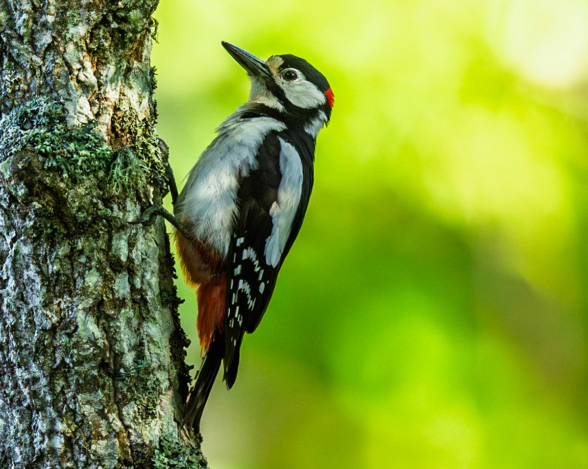 Great spotted woodpecker