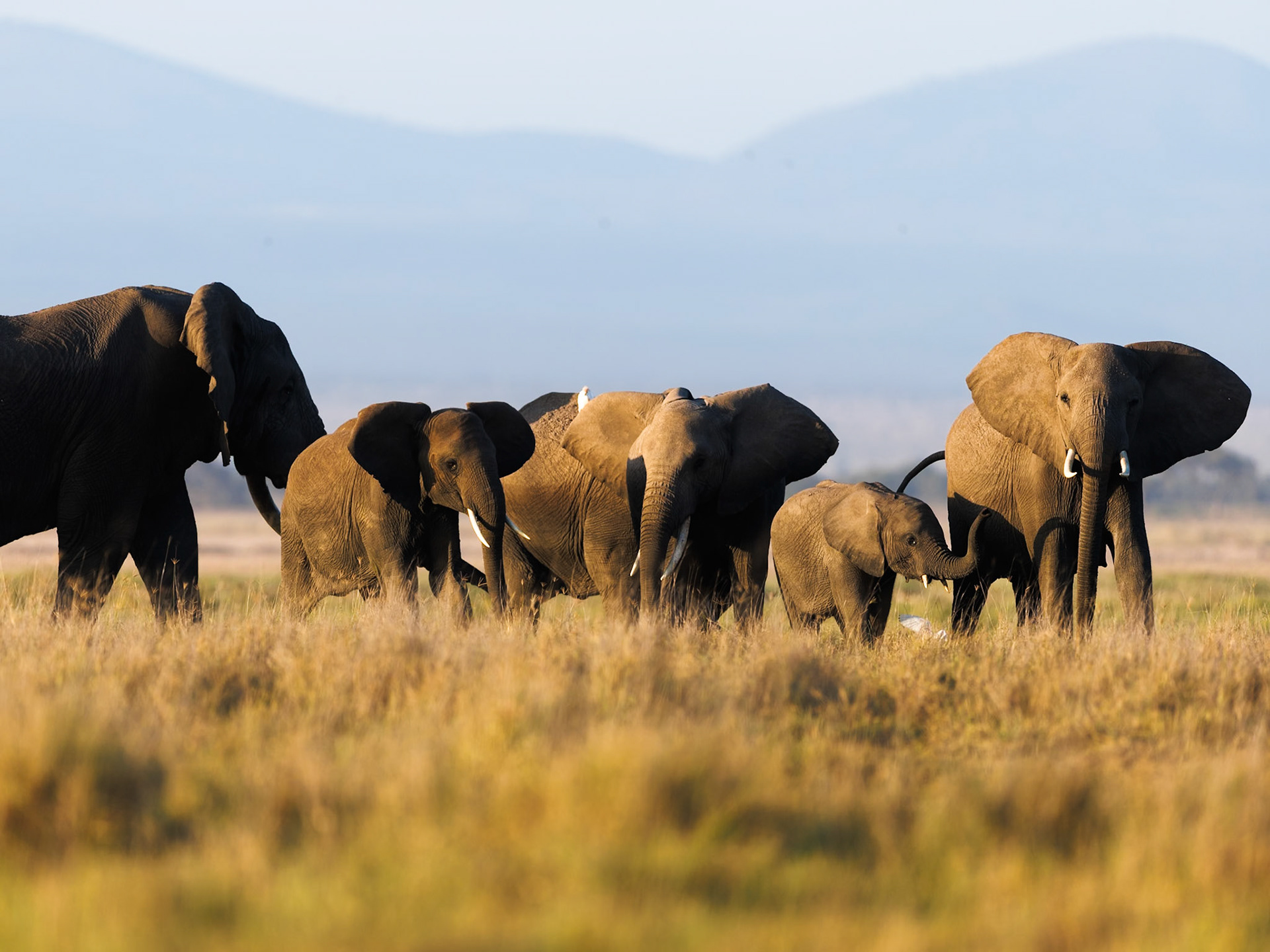 Elephants in Amboseli 2026