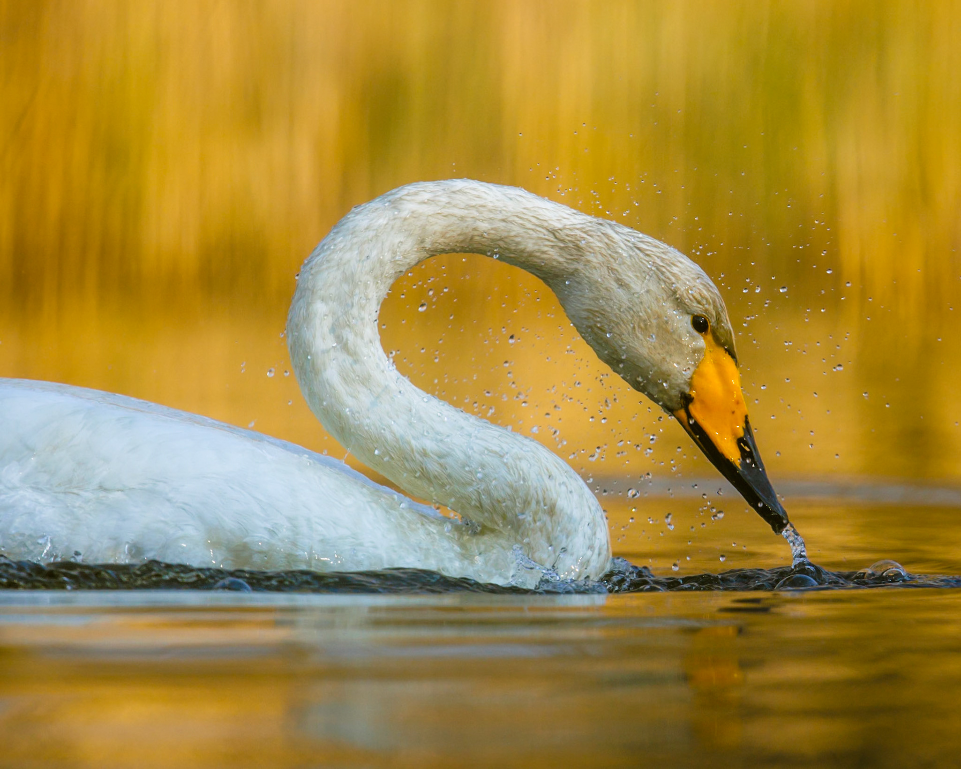 Whooper Swan