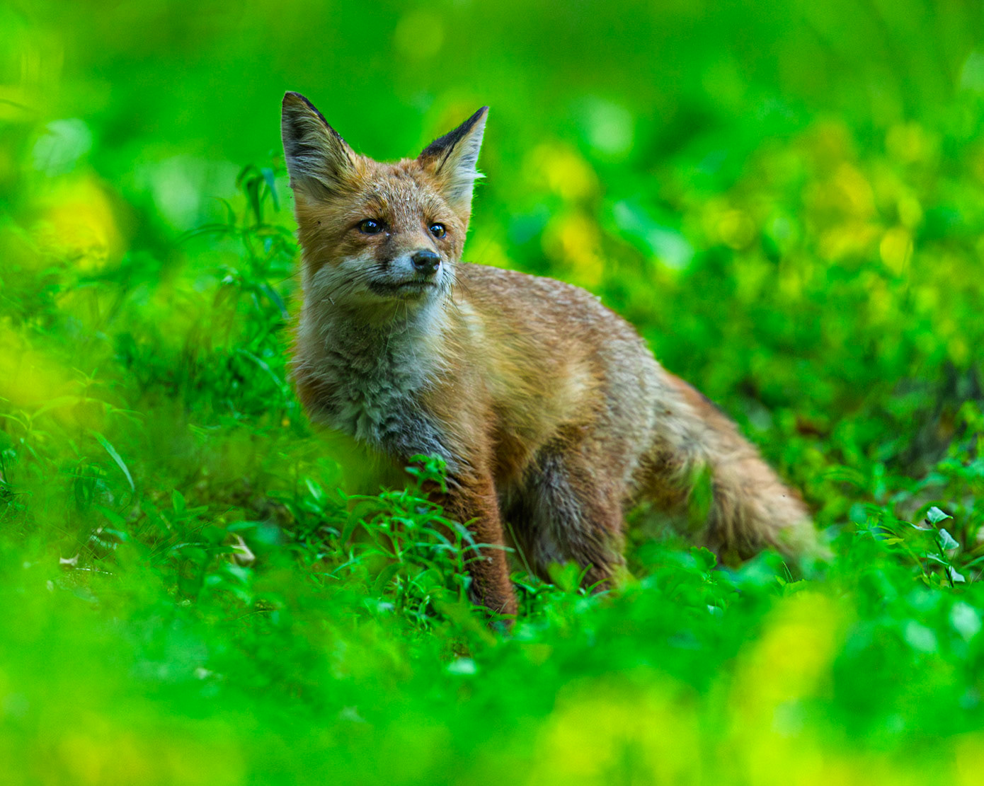Red Fox