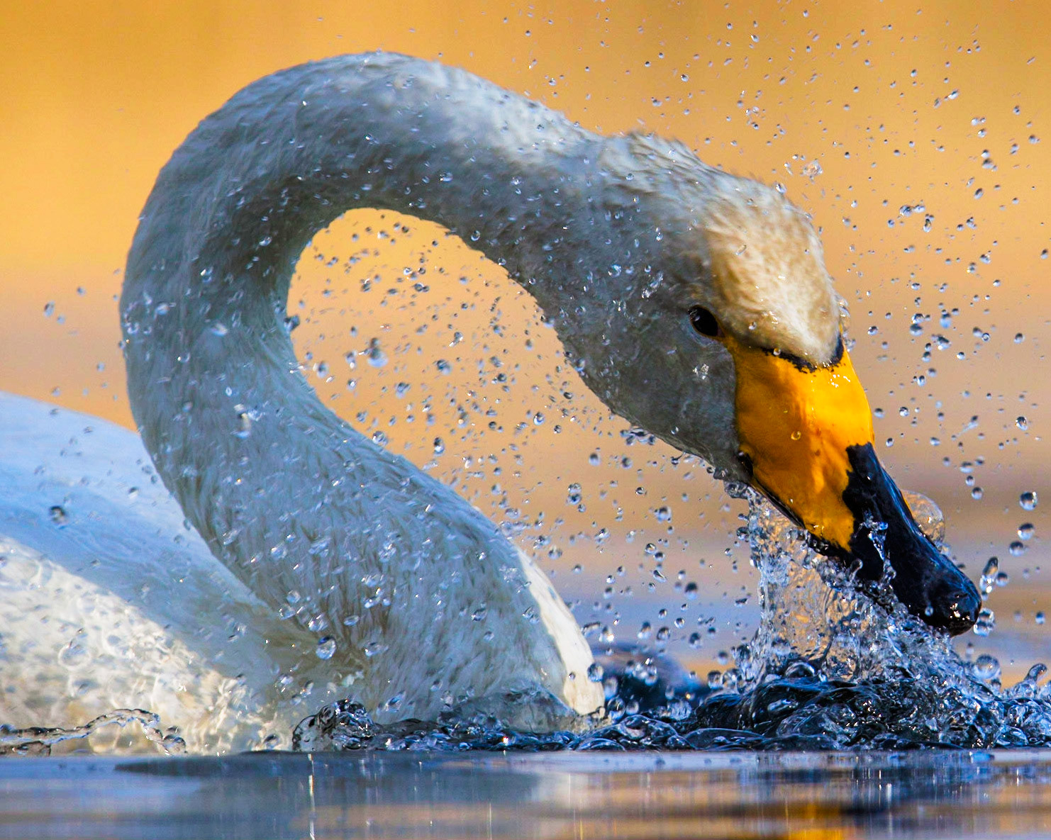 Whooper Swan