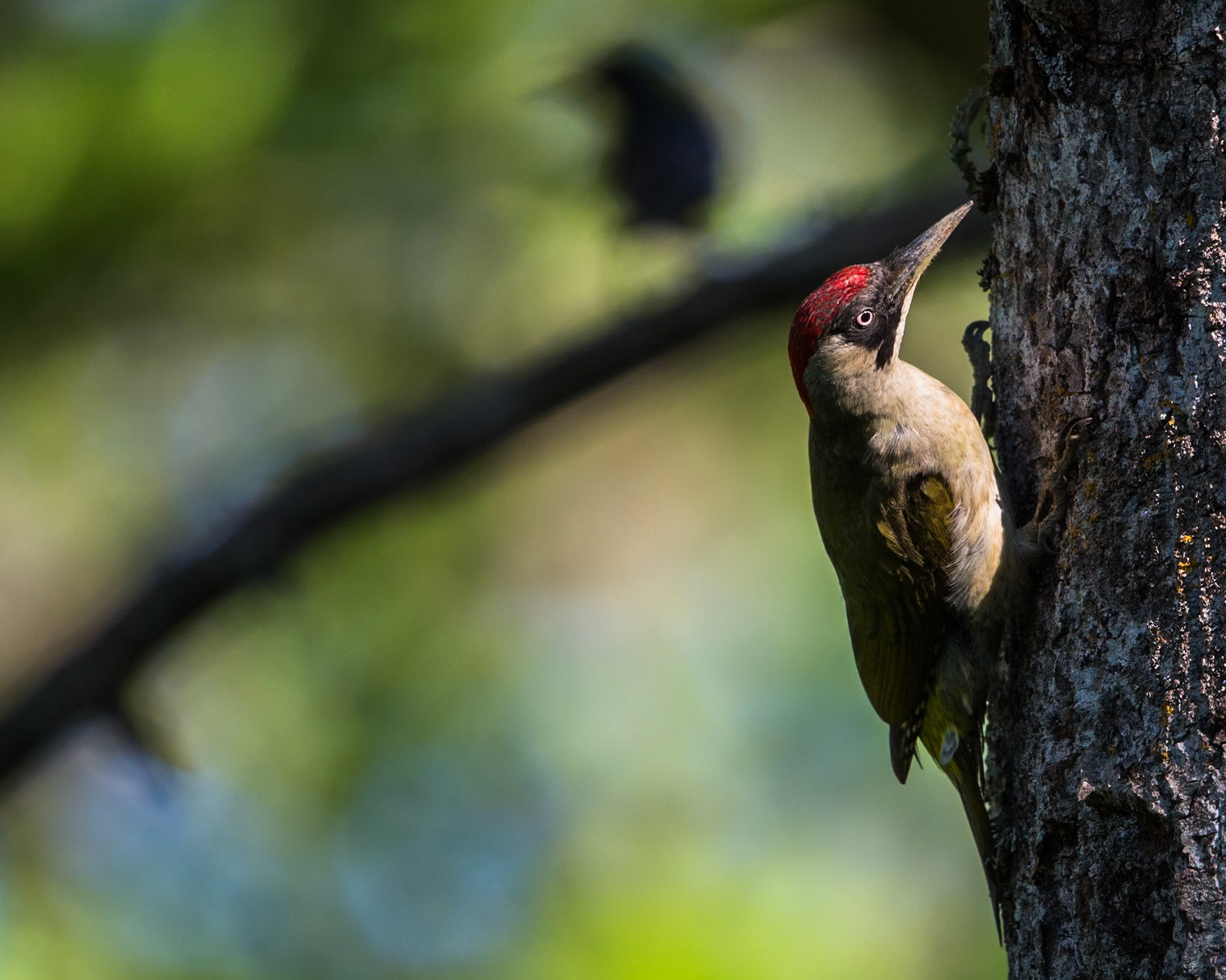 Eurasian Green Woodpecker