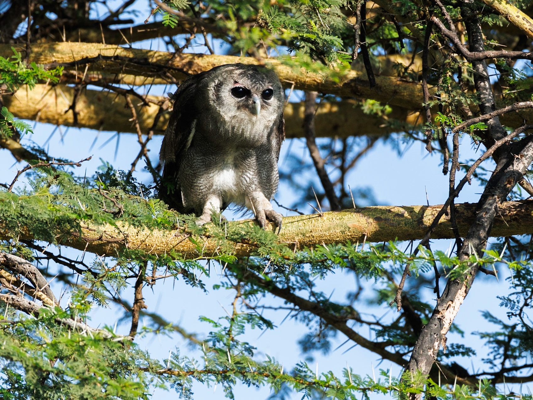 Verreaux's eagle owl in Amboseli 2026