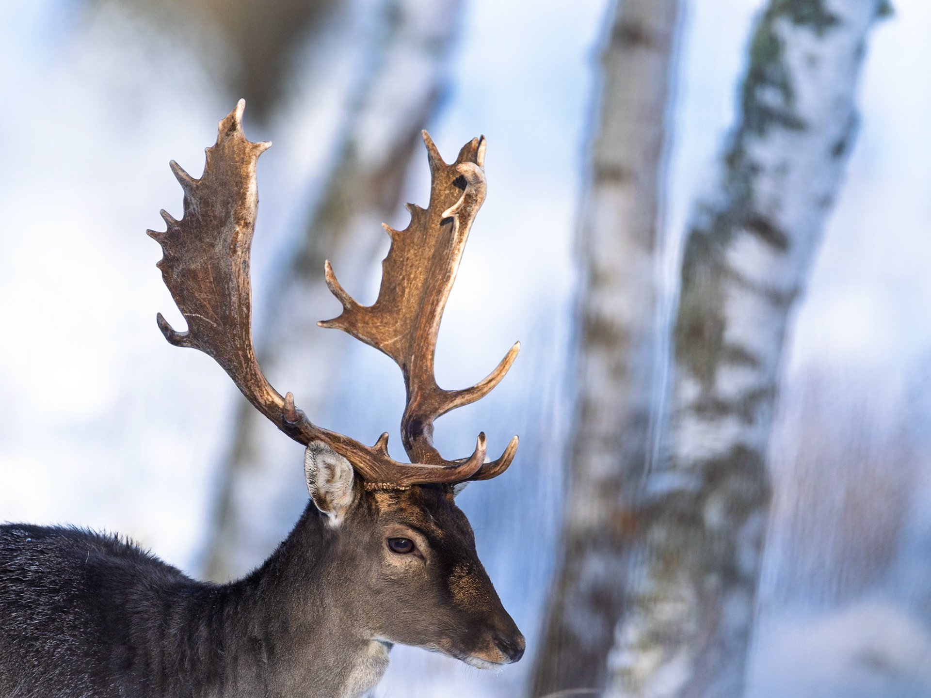 Fallow deer